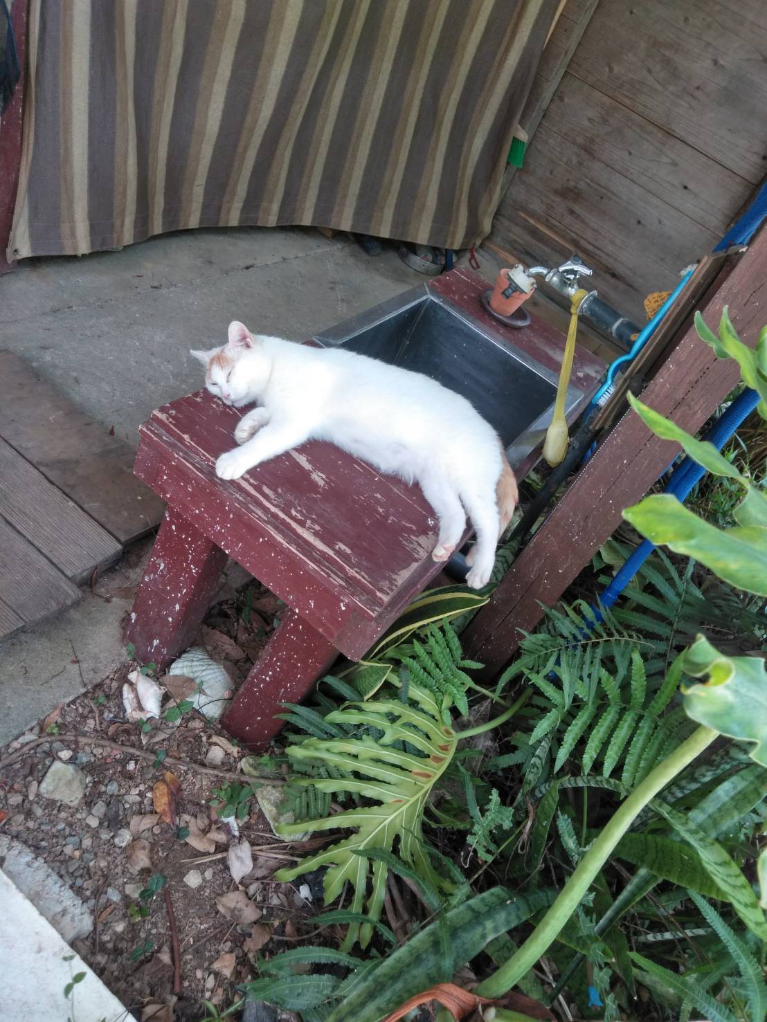 今日の南恩納トロピカル　お昼寝する猫